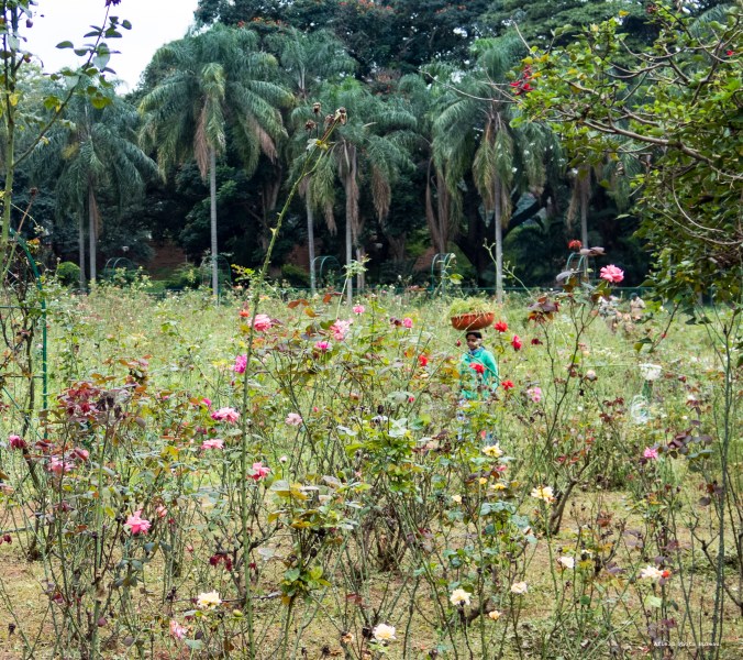 Naturally I wasn't at the botanical gardens during the full bloom but the rose gardens still had a tropical charm. Plus there was a lady carrying stuff on her head, which automatically makes any picture 20% more interesting.