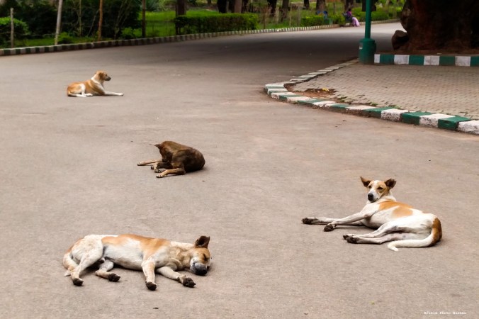 Big ol' dogs, everywhere.