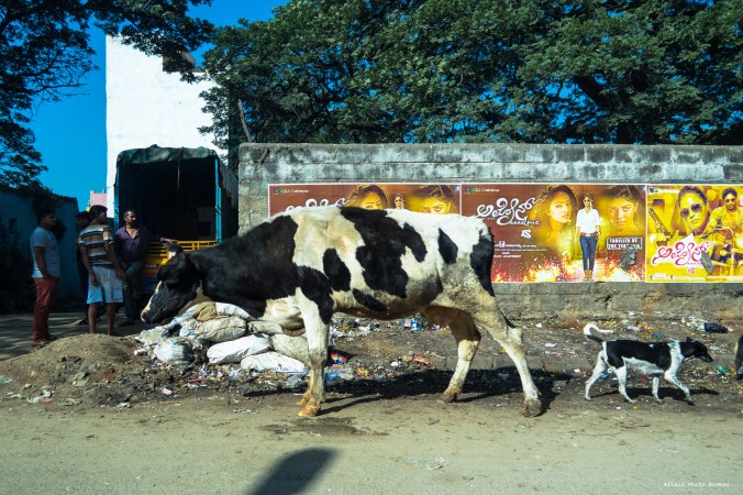 Often I would see cows and dogs nosing through the trash pile looking for a bite. There is a big problem with cows ingesting plastic bags and blocking their GI systems up.
