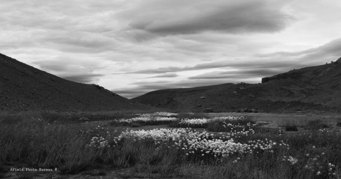 Flowers in the crater - the ground here was very warm so I am not sure how these plants thrive here.
