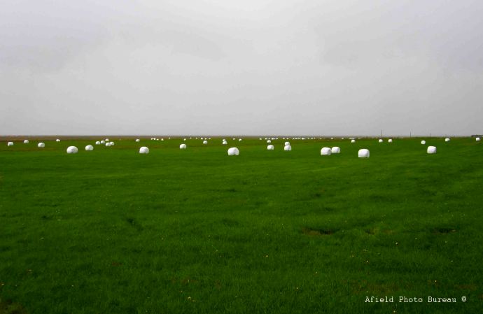 The locals cover their round bales in plastic and they look like gigantic marshmallows. Photo by Blondie