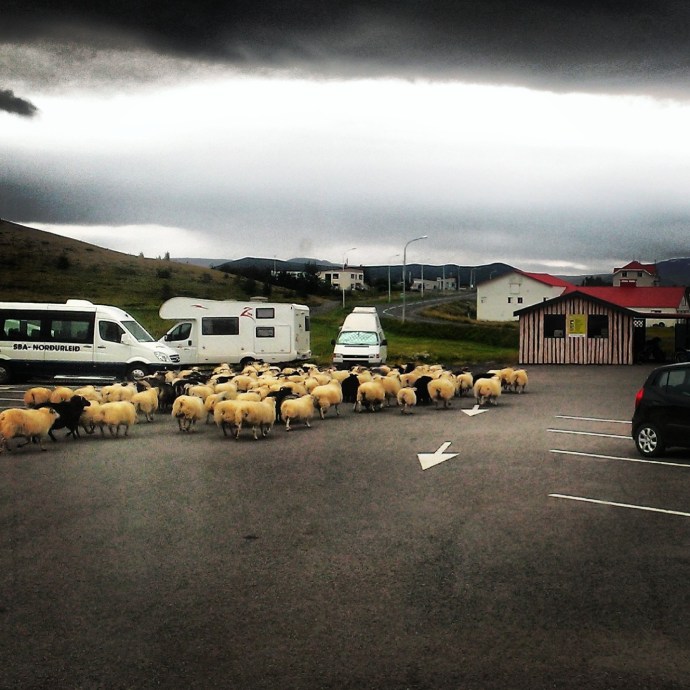 This group was bringing up the rear - most of the herd had scooted by before I could get my phone out.