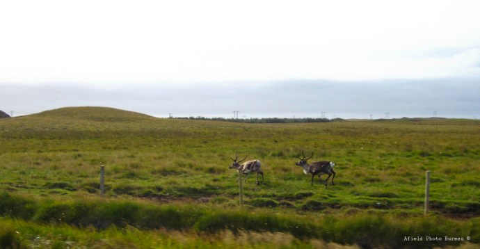 Reindeer on the run by Blondie.